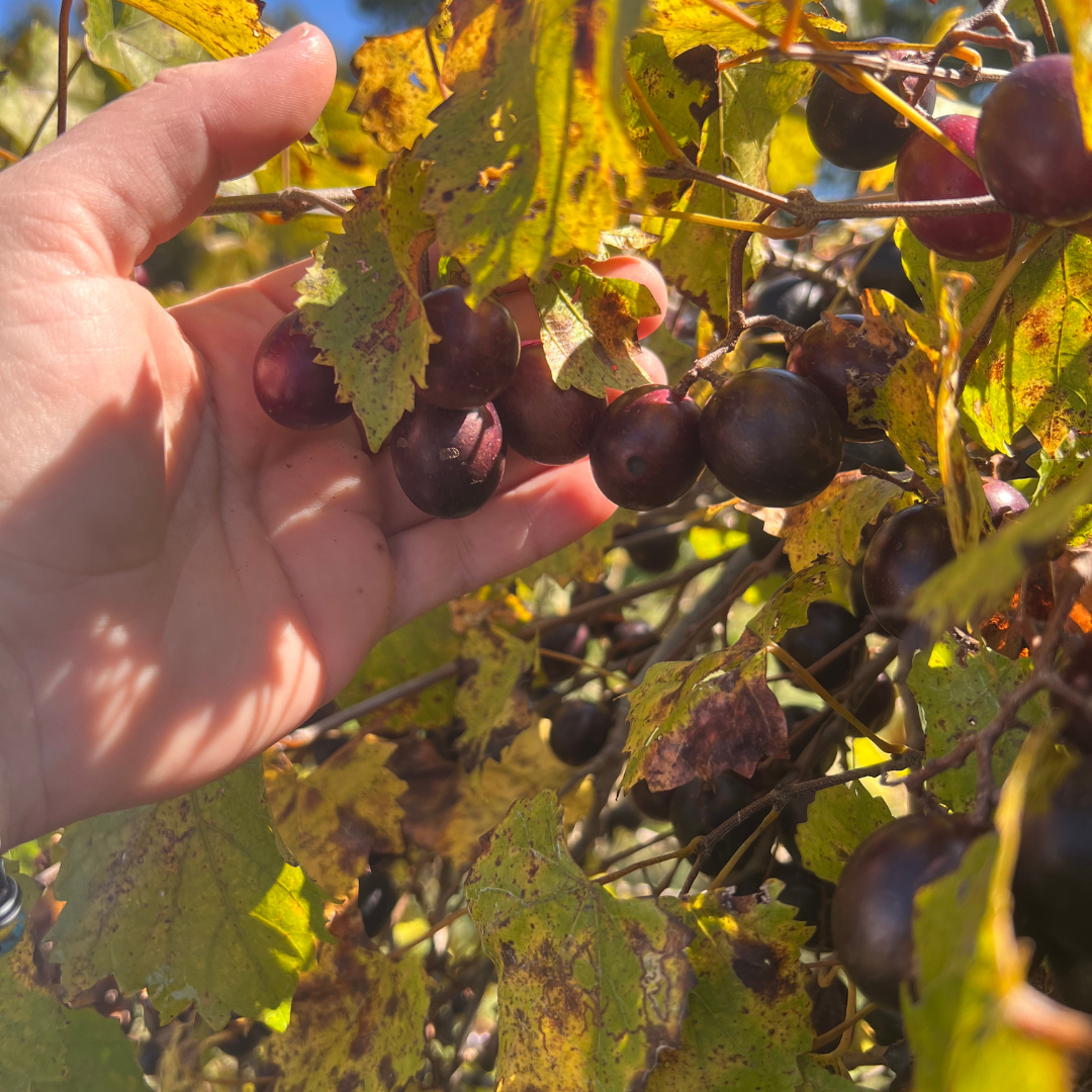Find out how to grow muscadine grapes and what you need to do before planting, once they're planted, and throughout the season for best results.