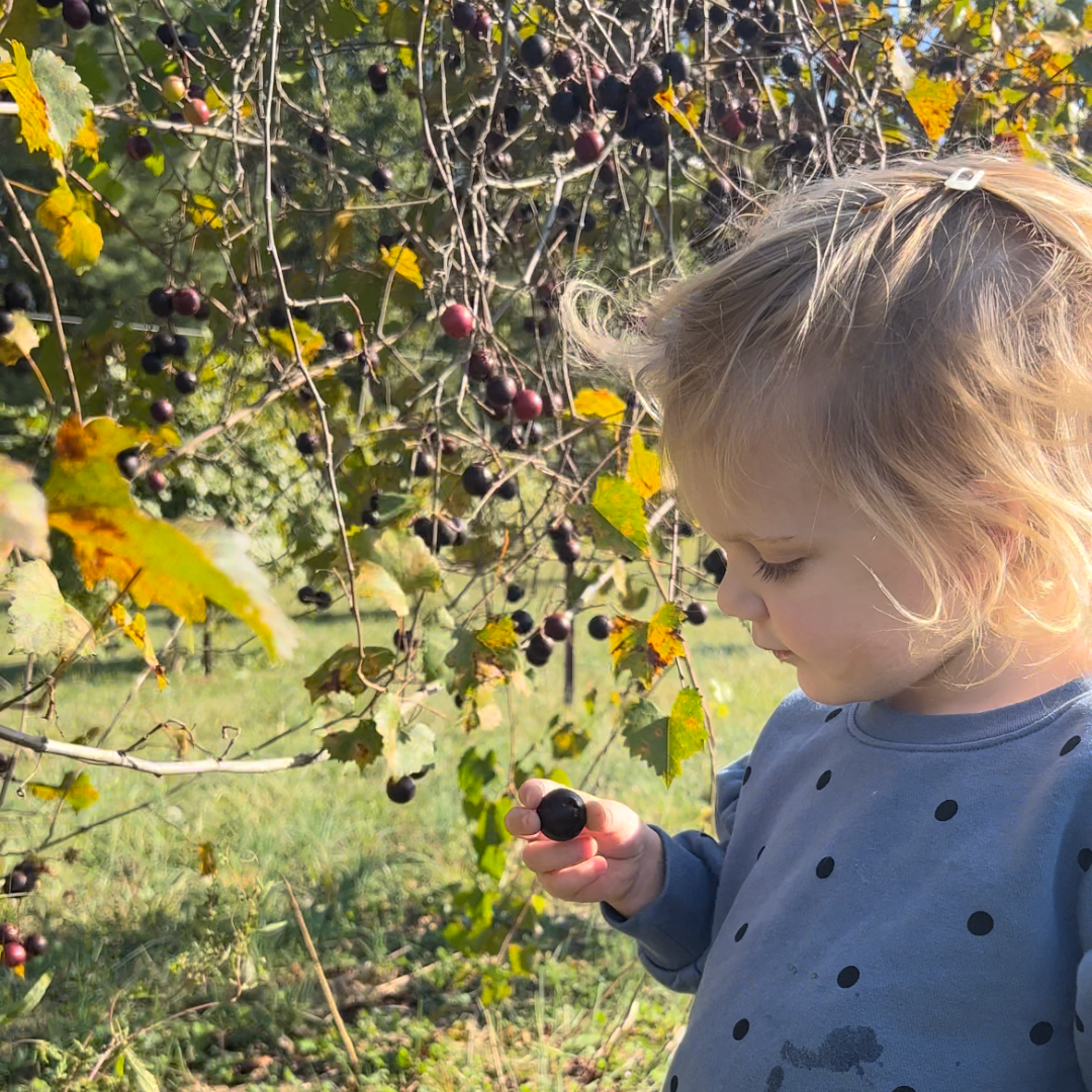 This post is a great guide for the beginner homesteader looking to start growing muscadine grapes. Learn how easy they are to grow, tips on where they can be planted, and how you use them once they’re grown!
